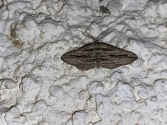 Ecleora solieraria
