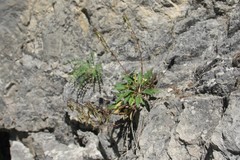 Campanula sarmatica sarmatica