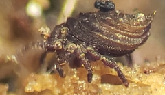 Neoliodidae