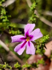 Jamesbrittenia tenuifolia