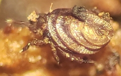 Neoliodidae