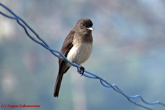 Melaenornis chocolatinus