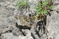 Campanula sarmatica sarmatica