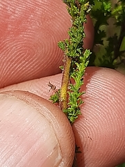 Jamesbrittenia tenuifolia