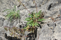 Campanula sarmatica sarmatica