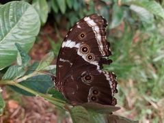 Morpho achilles