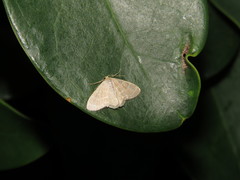 Lophophleps triangularis