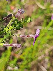 Jamesbrittenia tenuifolia