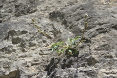 Campanula sarmatica sarmatica