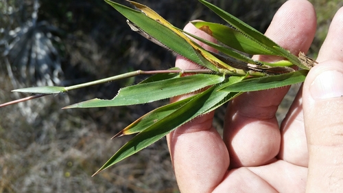 Image of Dichanthelium strigosum by (c) Jay Horn, some rights reserved (CC BY)