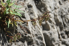 Campanula sarmatica sarmatica