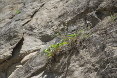 Campanula sarmatica sarmatica