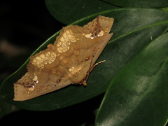 Lopharthrum comprimens