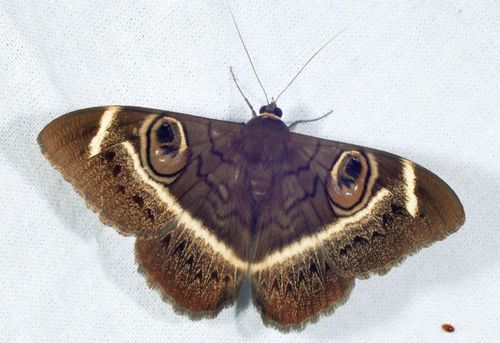 Creamstriped Owl