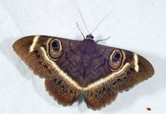 Cyligramma latona
