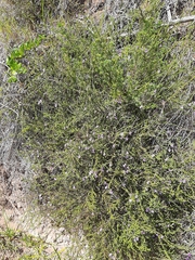 Jamesbrittenia tenuifolia