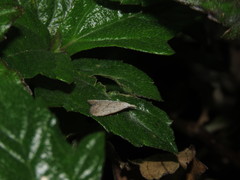Meganola brunellus
