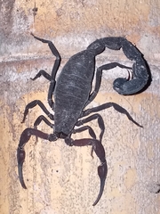 Tityus pachyurus