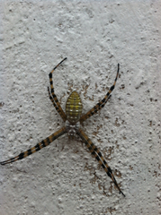 Argiope trifasciata