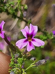 Jamesbrittenia tenuifolia