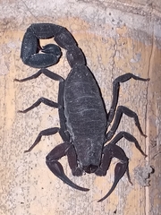 Tityus pachyurus