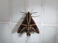 Macroglossum mitchellii