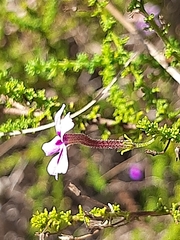 Jamesbrittenia tenuifolia