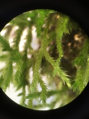 Brachythecium laetum