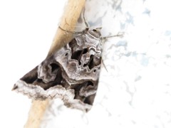 Chrysorithrum flavomaculata