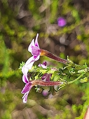 Jamesbrittenia tenuifolia