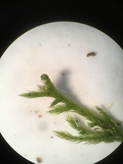 Brachythecium laetum