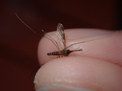 Anopheles perplexens
