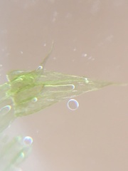 Brachythecium laetum