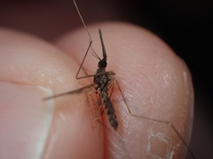 Anopheles perplexens