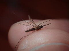 Anopheles perplexens
