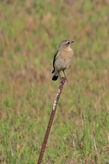 Oenanthe isabellina