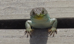 Timon lepidus ibericus