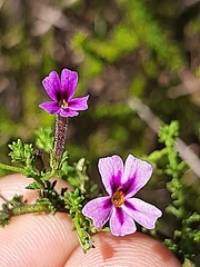 Jamesbrittenia tenuifolia