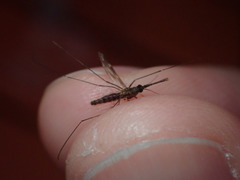 Anopheles perplexens