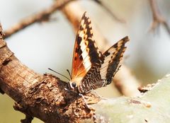 Charaxes saturnus