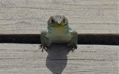 Timon lepidus ibericus