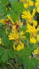 Tropaeolum seemannii