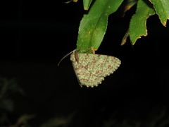 Ophthalmitis herbidaria