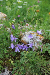 Campanula sarmatica