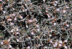 Astragalus balearicus