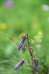 Campanula sarmatica