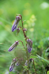 Campanula sarmatica