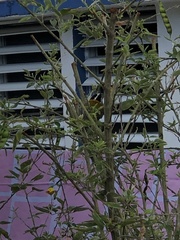 Spindalis portoricensis