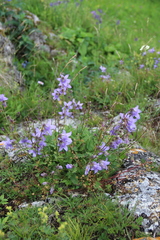Campanula sarmatica
