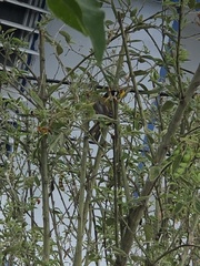 Spindalis portoricensis